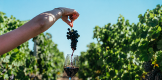 Feira da Uva e do Vinho altera o trânsito em Planaltina