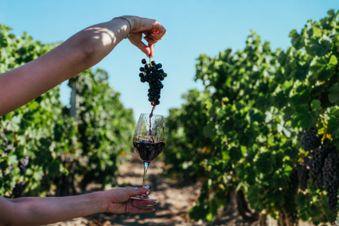 Feira da Uva e do Vinho altera o trânsito em Planaltina mundo uva vinho cultura turismo
