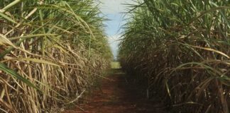 Safra de cana deve crescer 4,7% e chegar a 705,2 milhões de toneladas