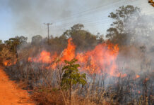 Saiba como agir caso um incêndio florestal se aproxime de residência