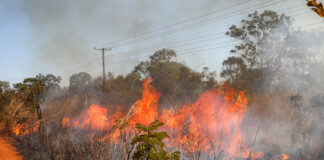 Saiba como agir caso um incêndio florestal se aproxime de residência