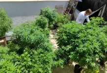 Feira em Fortaleza debate política de drogas e impactos sociais da proibição