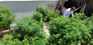 Feira em Fortaleza debate política de drogas e impactos sociais da proibição